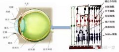 美国医疗最新研究技术有望让盲人重见,西安医疗净化公司,手术室净化工程,层流手术室设计,手术室施工,食品药厂,净化车间,医用气体,净化空调机组,陕西射线防护,供应室净化施工,实验室净化设计,医院净化工程,CT室净化设计,